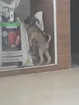 Cinza