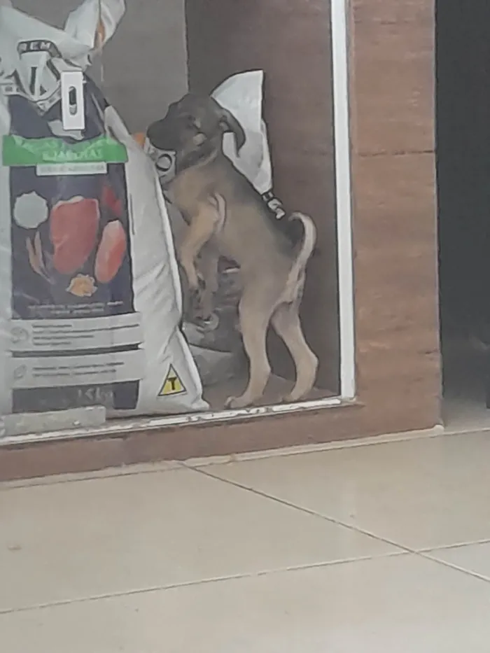 Cachorro ra a SRD-ViraLata idade 2 a 6 meses nome Cinza