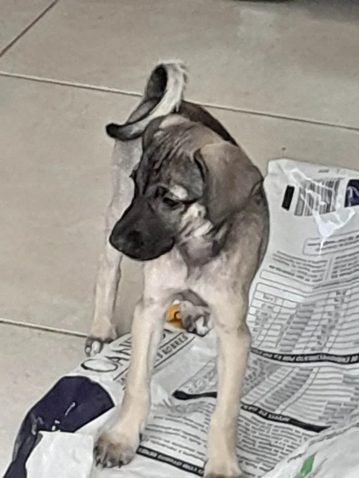 Cachorro ra a SRD-ViraLata idade 2 a 6 meses nome Cinza