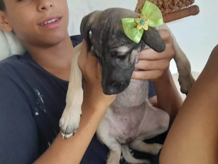 Cachorro ra a SRD-ViraLata idade 2 a 6 meses nome Cinza