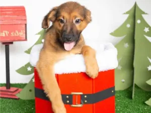 Cachorro raça SRD-ViraLata idade 2 a 6 meses nome Tufão 