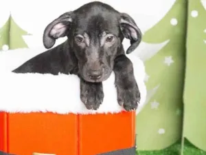 Cachorro raça SRD-ViraLata idade 2 a 6 meses nome Leleco 