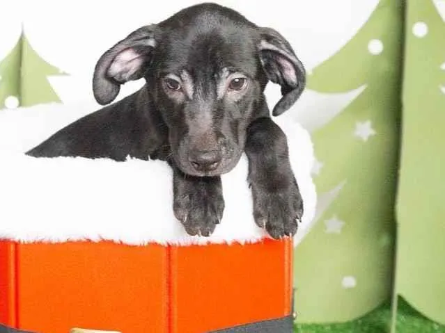 Cachorro ra a SRD-ViraLata idade 2 a 6 meses nome Leleco 
