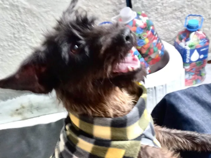 Cachorro ra a SRD-ViraLata idade 1 ano nome Hannah porteP 1aninho 