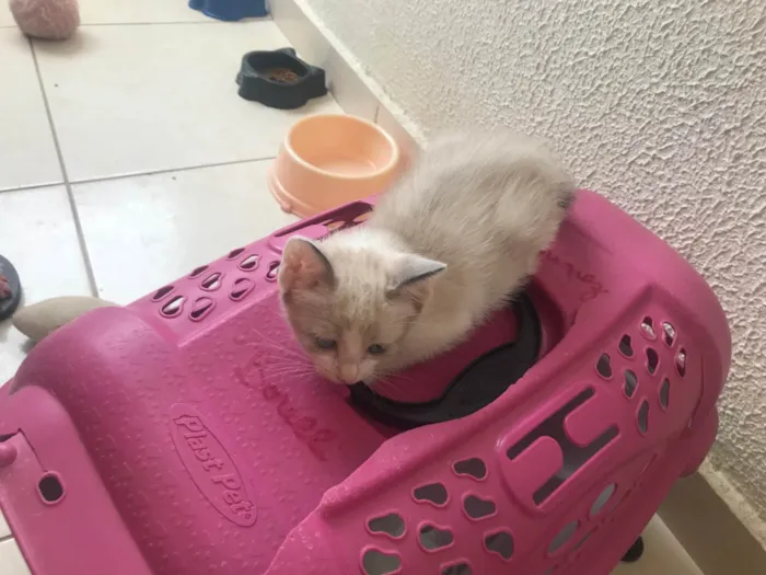 Gato ra a SRD-ViraLata idade 2 a 6 meses nome Bubby bb2meses Linda 