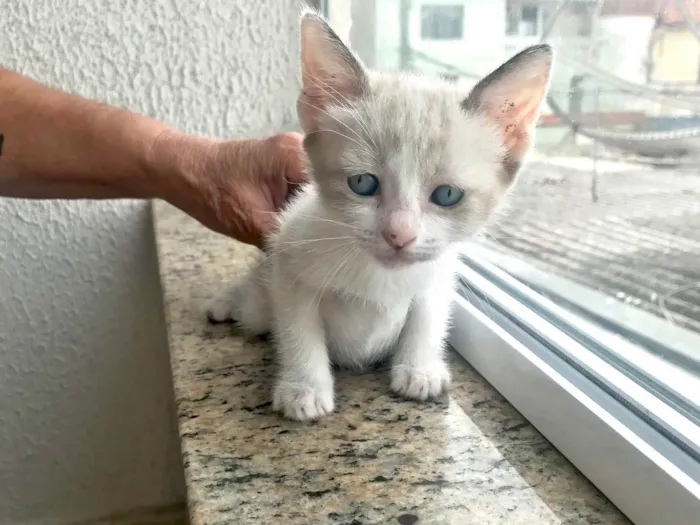 Gato ra a SRD-ViraLata idade 2 a 6 meses nome Bubby bb2meses Linda 