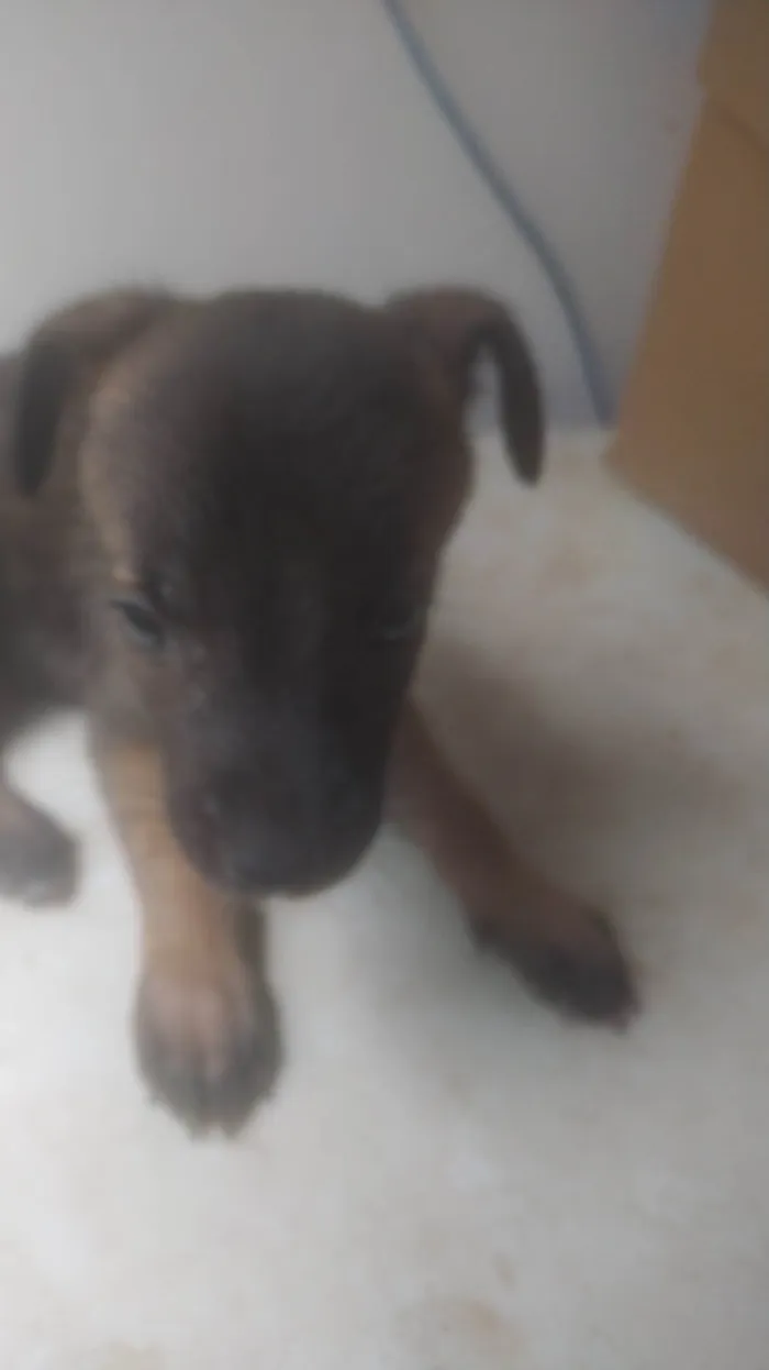 Cachorro ra a SRD-ViraLata idade Abaixo de 2 meses nome BEBÊS 2, 3, 4 e 5