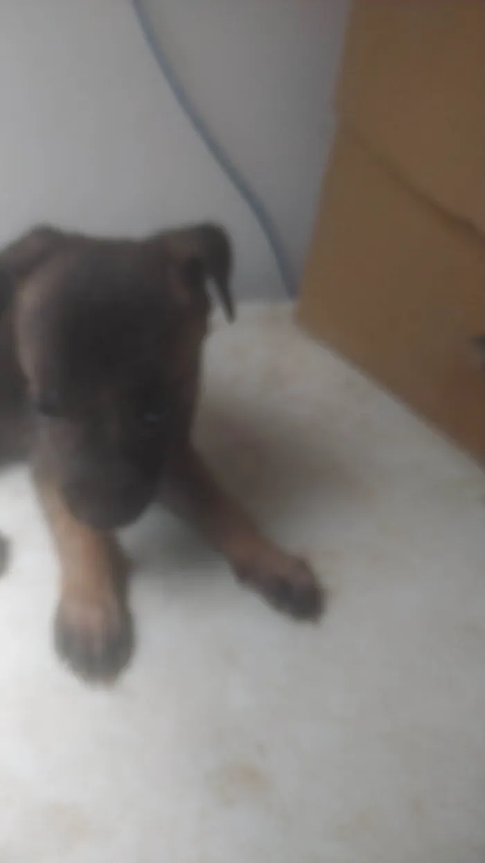 Cachorro ra a SRD-ViraLata idade Abaixo de 2 meses nome BEBÊS 2, 3, 4 e 5