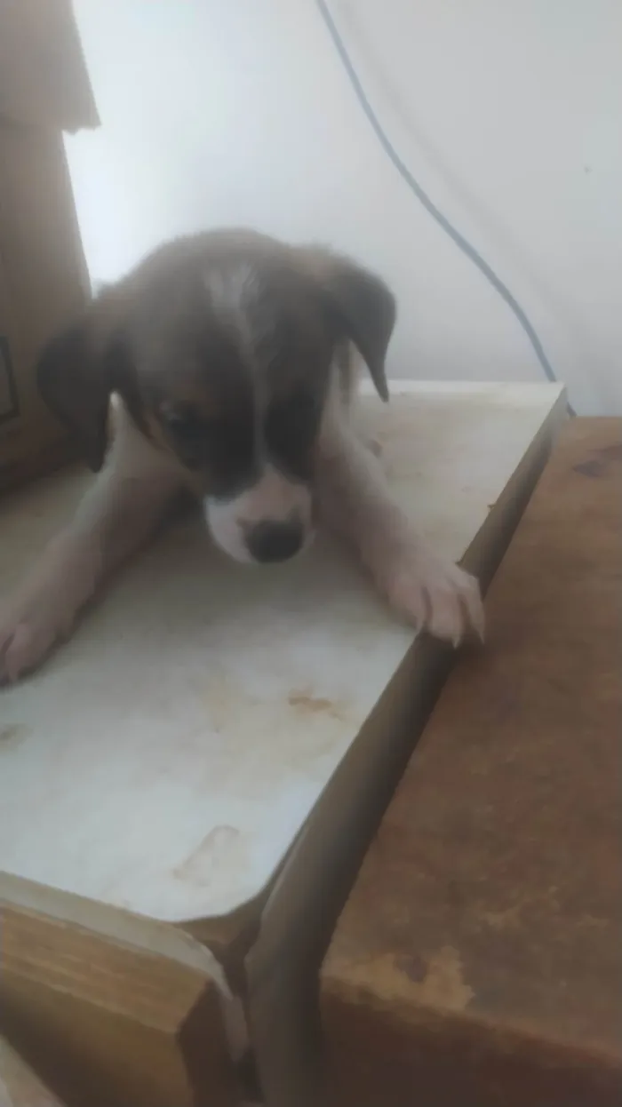 Cachorro ra a SRD-ViraLata idade Abaixo de 2 meses nome BEBÊS 2, 3, 4 e 5