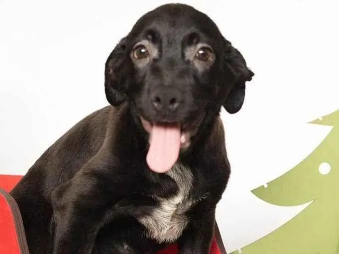Cachorro ra a SRD-ViraLata idade 2 a 6 meses nome Jorginho 