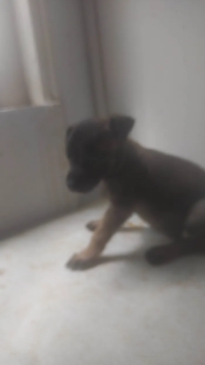 Cachorro ra a ND idade 2 a 6 meses nome Bebê 2