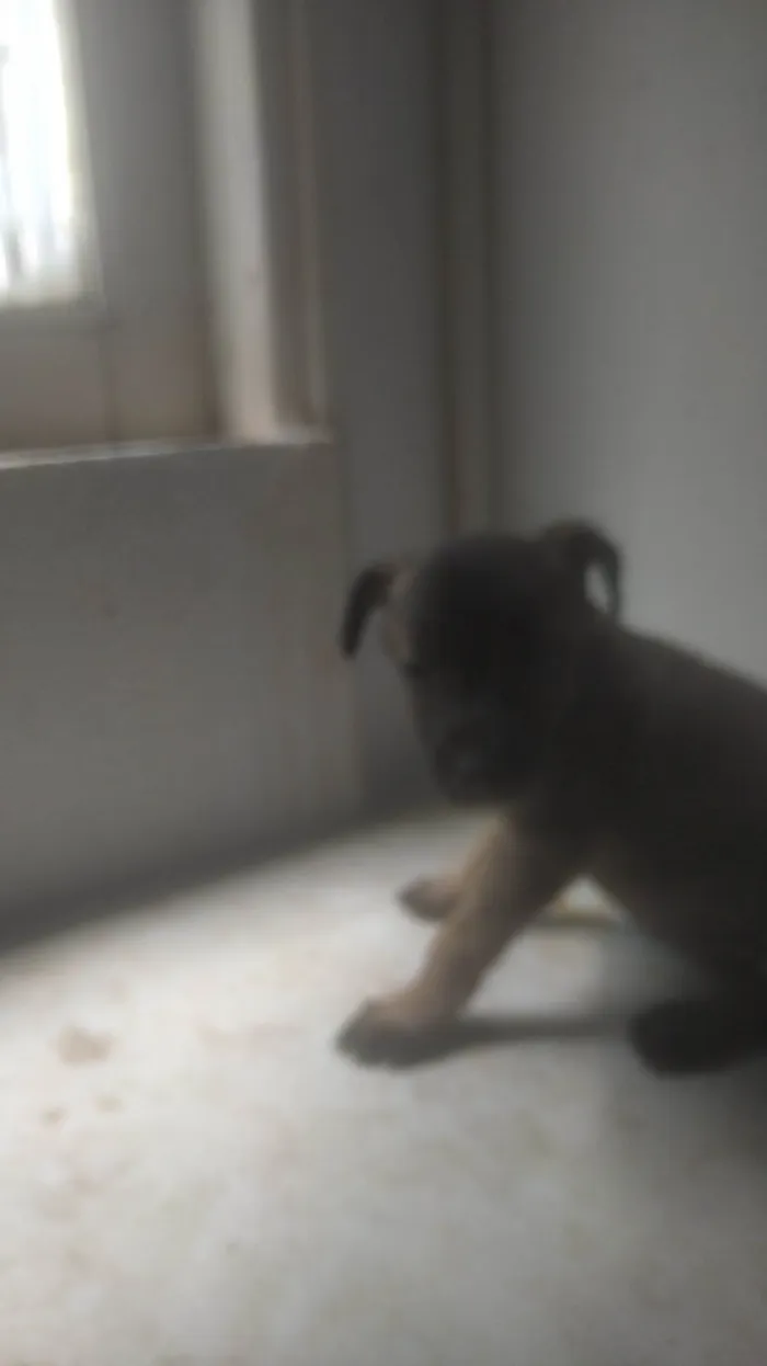 Cachorro ra a ND idade 2 a 6 meses nome Bebê 2