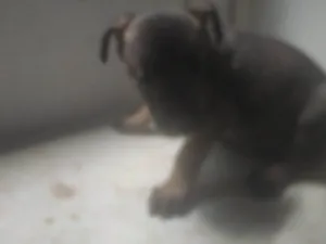 Cachorro raça ND idade 2 a 6 meses nome Bebê 2