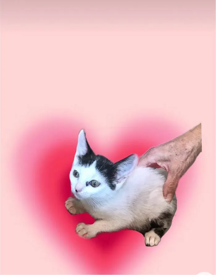 Gato ra a SRD-ViraLata idade 2 a 6 meses nome Mio bb2meses Linda 
