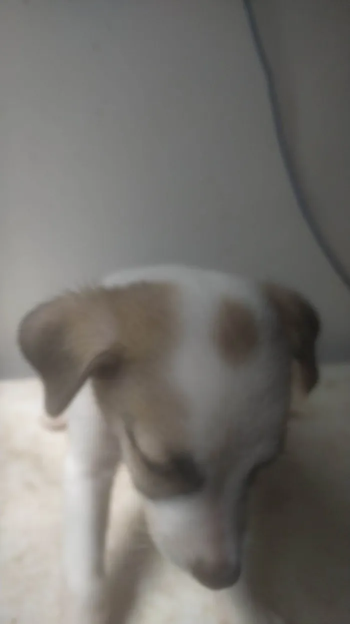 Cachorro ra a ND idade 2 a 6 meses nome Bebê 3