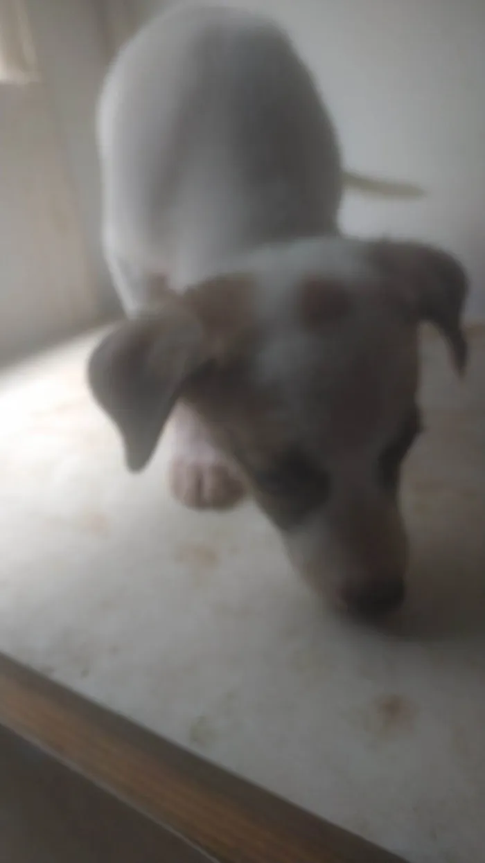 Cachorro ra a ND idade 2 a 6 meses nome Bebê 3