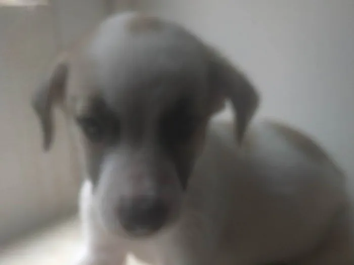 Cachorro ra a ND idade 2 a 6 meses nome Bebê 3