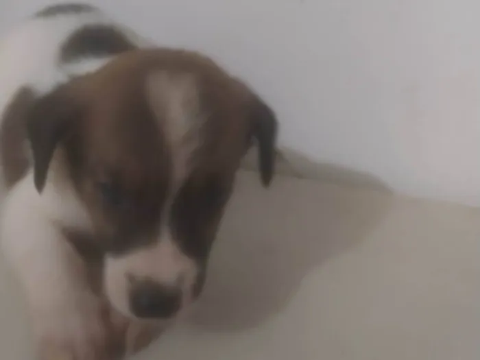 Cachorro ra a ND idade Abaixo de 2 meses nome Bebê 2