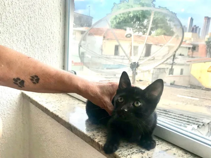 Gato ra a SRD-ViraLata idade 2 a 6 meses nome Kiwi bb2meses Linda 