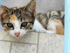 Gato raça SRD-ViraLata idade 2 a 6 meses nome Meninas.
