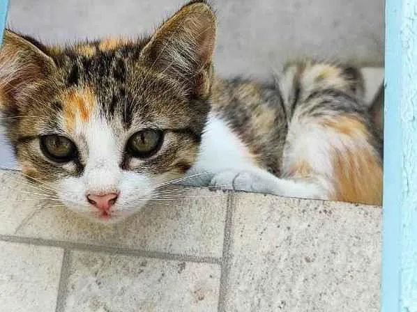 Gato ra a SRD-ViraLata idade 2 a 6 meses nome Meninas.