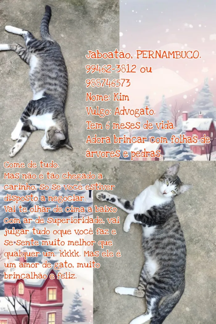 Gato ra a Gato idade 7 a 11 meses nome Kim e pedrinho