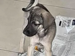 Cachorro raça SRD-ViraLata idade 2 a 6 meses nome Cinza