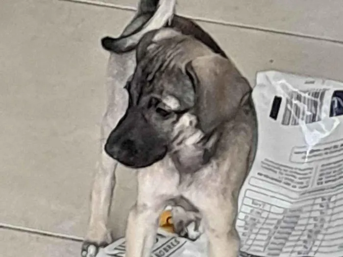 Cachorro ra a SRD-ViraLata idade 2 a 6 meses nome Cinza
