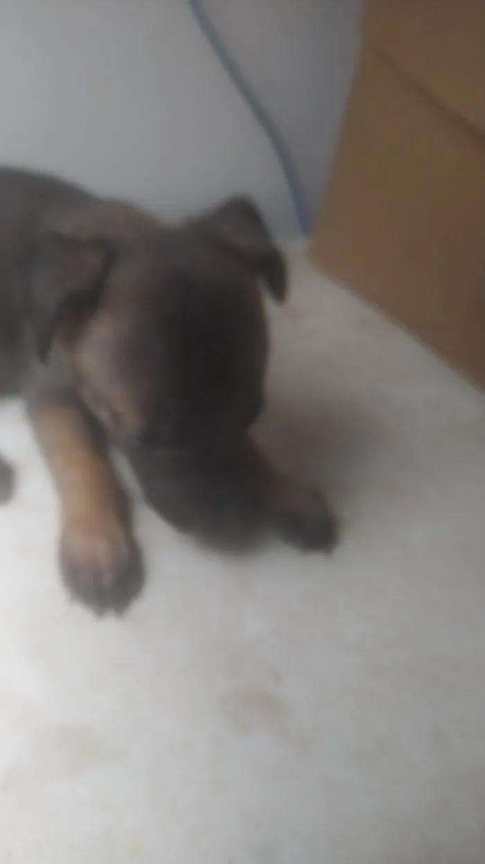 Cachorro ra a SRD-ViraLata idade Abaixo de 2 meses nome BEBÊS 1, 2, 3 e 4