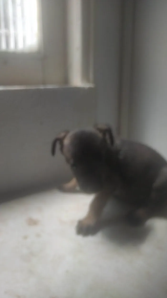 Cachorro ra a SRD-ViraLata idade Abaixo de 2 meses nome BEBÊS 1, 2, 3 e 4