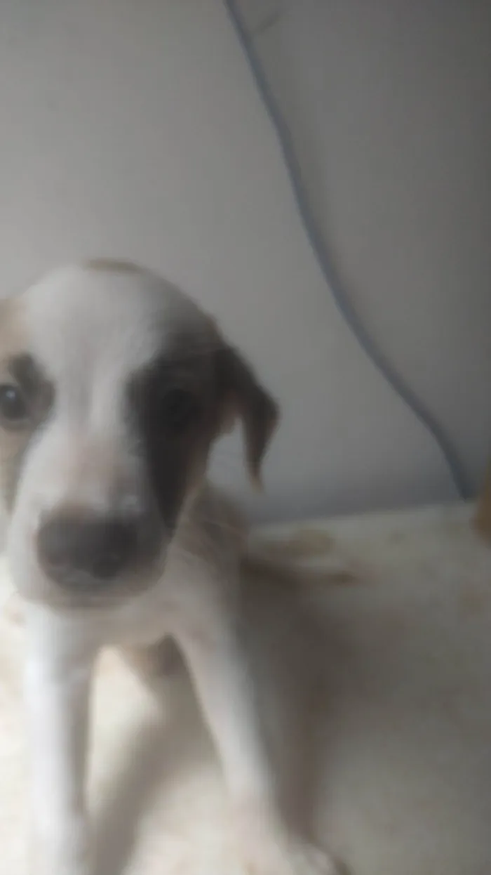 Cachorro ra a SRD-ViraLata idade Abaixo de 2 meses nome BEBÊS 1, 2, 3 e 4