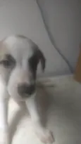 BEBÊS 1, 2, 3 e 4