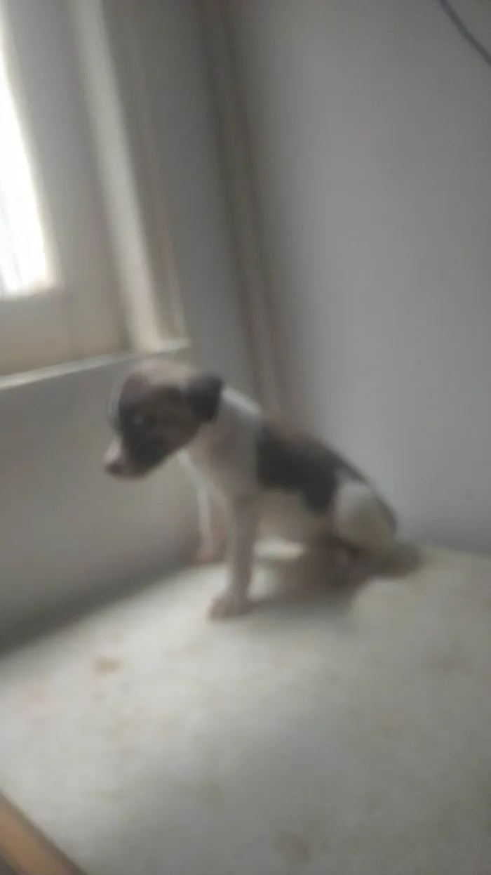 Cachorro ra a SRD-ViraLata idade Abaixo de 2 meses nome BEBÊS 1, 2, 3 e 4