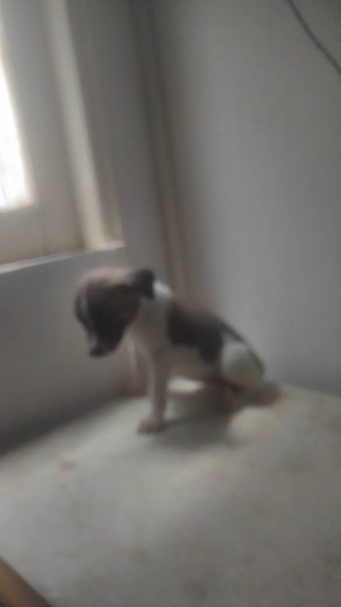 Cachorro ra a SRD-ViraLata idade Abaixo de 2 meses nome BEBÊS 1, 2, 3 e 4