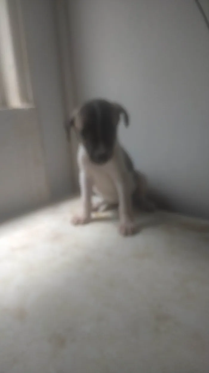 Cachorro ra a SRD-ViraLata idade Abaixo de 2 meses nome BEBÊS 1, 2, 3 e 4