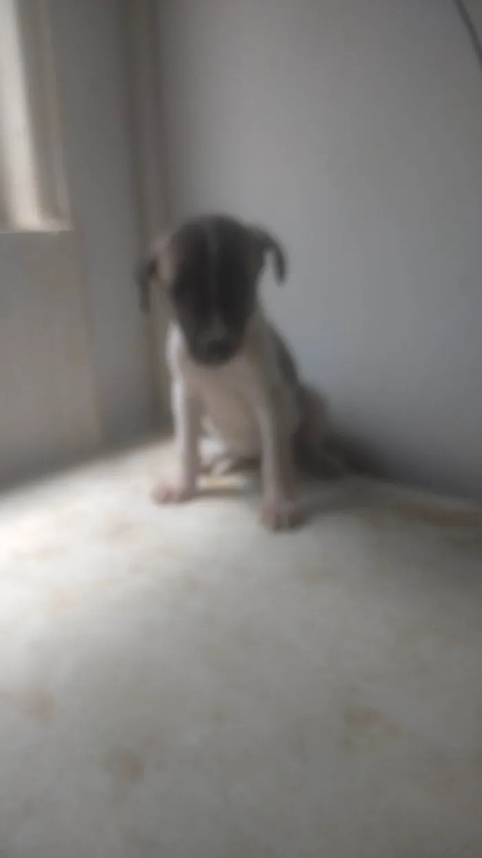 Cachorro ra a SRD-ViraLata idade Abaixo de 2 meses nome BEBÊS 1, 2, 3 e 4