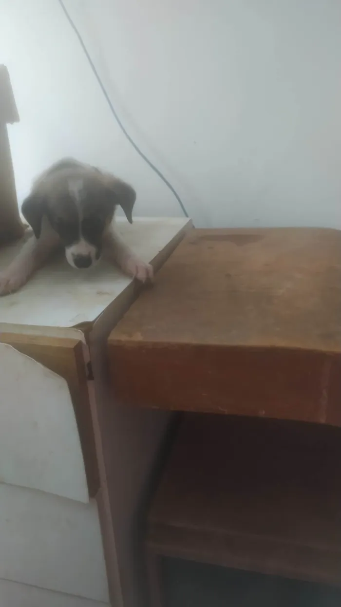 Cachorro ra a SRD-ViraLata idade Abaixo de 2 meses nome BEBÊS 1, 2, 3 e 4