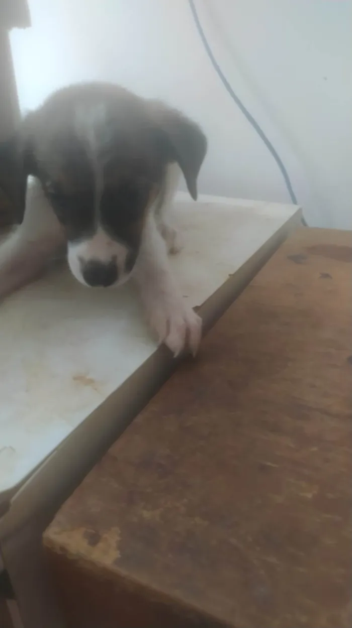 Cachorro ra a SRD-ViraLata idade Abaixo de 2 meses nome BEBÊS 1, 2, 3 e 4