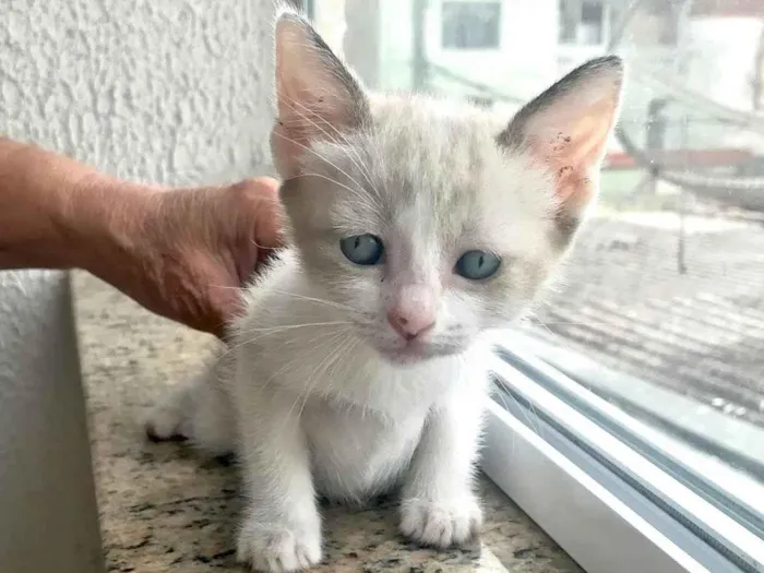 Gato ra a SRD-ViraLata idade 2 a 6 meses nome Bubby bb2meses Linda 