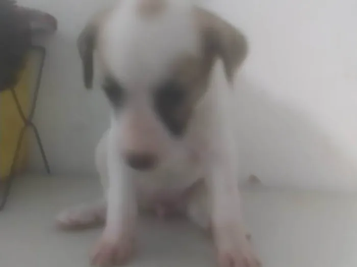 Cachorro ra a ND idade 2 a 6 meses nome Bebê 3