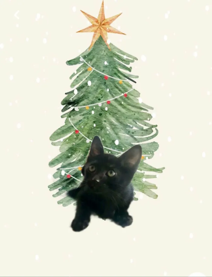 Gato ra a SRD-ViraLata idade 2 a 6 meses nome Kiwi bb2meses Linda 