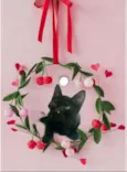 Kiwi bb2meses Linda 