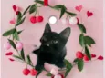 Kiwi bb2meses Linda 