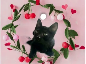 Gato raça SRD-ViraLata idade 2 a 6 meses nome Kiwi bb2meses Linda 