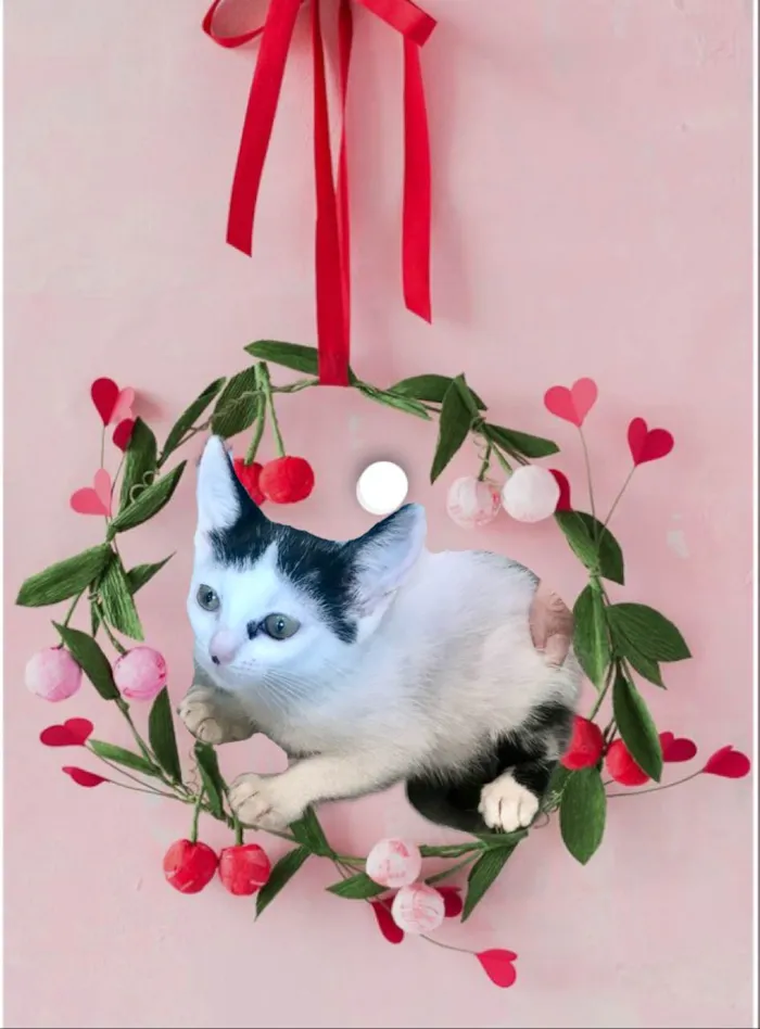 Gato ra a SRD-ViraLata idade 2 a 6 meses nome Mio bb2meses Linda 