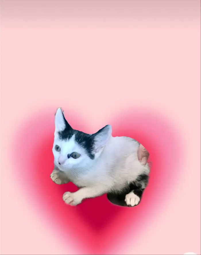 Gato ra a SRD-ViraLata idade 2 a 6 meses nome Mio bb2meses Linda 
