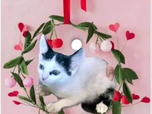 Gato raça SRD-ViraLata idade 2 a 6 meses nome Mio bb2meses Linda 