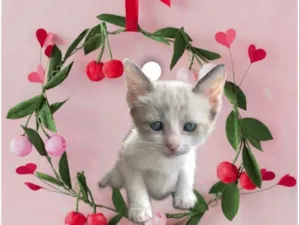 Gato raça SRD-ViraLata idade 2 a 6 meses nome Bubby bb2meses Linda 