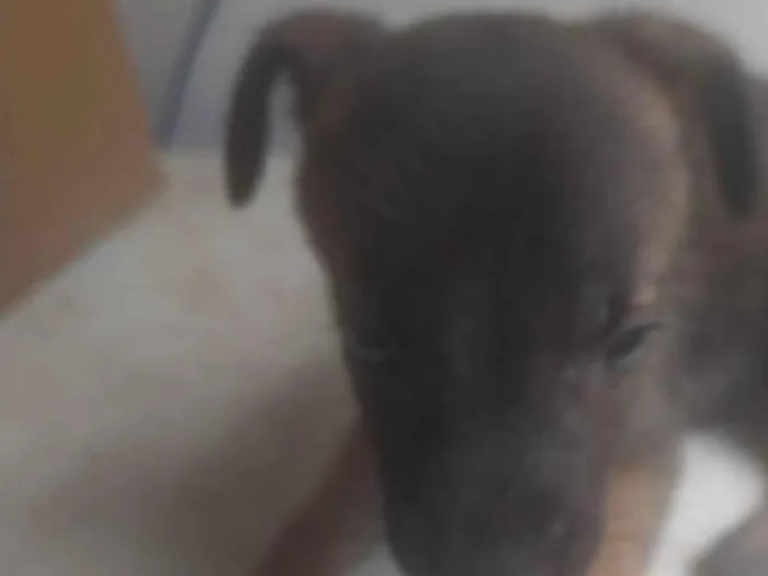 Cachorro ra a SRD-ViraLata idade Abaixo de 2 meses nome BEBÊS 2, 3, 4 e 5