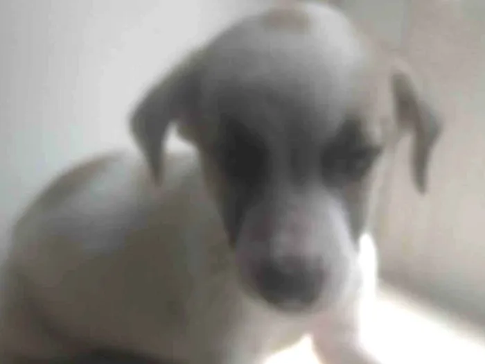 Cachorro ra a SRD-ViraLata idade Abaixo de 2 meses nome BEBÊS 2, 3, 4 e 5